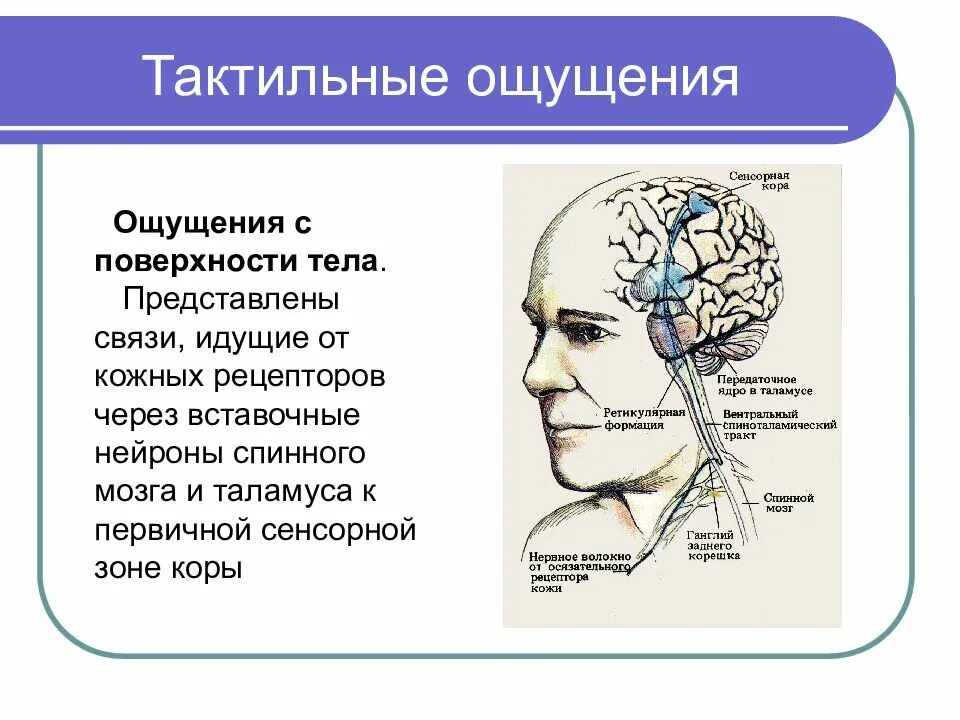 Тактильные ощущения в психологии. Тактильные ощущения что это простыми словами. Развитие тактильных ощущений. Тактильный человек это простыми словами.