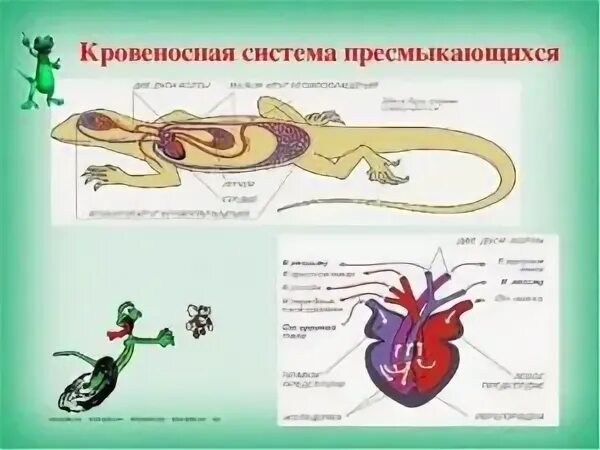 Какая кровь течет от легких у рептилий