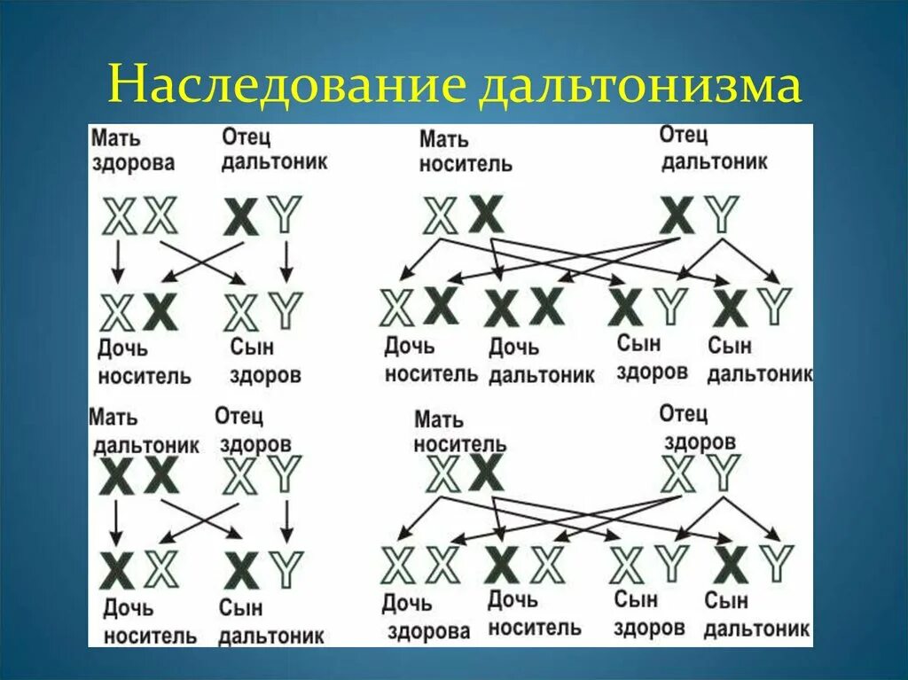 Генотип человека с дальтонизмом. Генетика схема наследования дальтонизма. Дальтонизм Тип наследования. Схема передачи Гена дальтонизма. Наследование дальтонизма у человека.