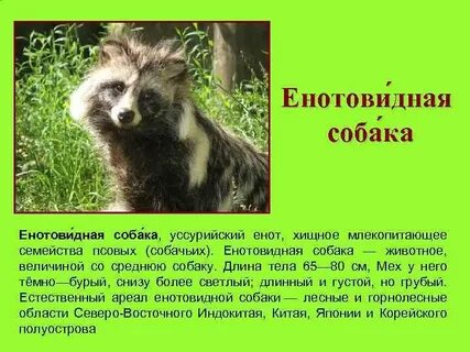 Енотовидная собака развитие с метаморфозом