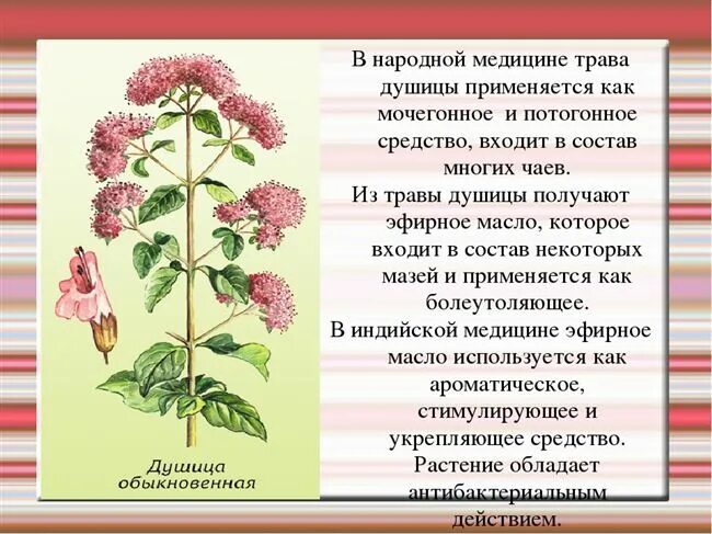Трава душица применение дома в чай отчего. Душица обыкновенная лектрава. душица + тысячелистник. душица описание растения. лекарственные растения окружающий мир.