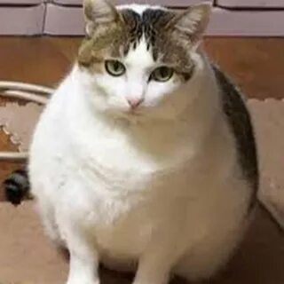 Cat debu - youtube