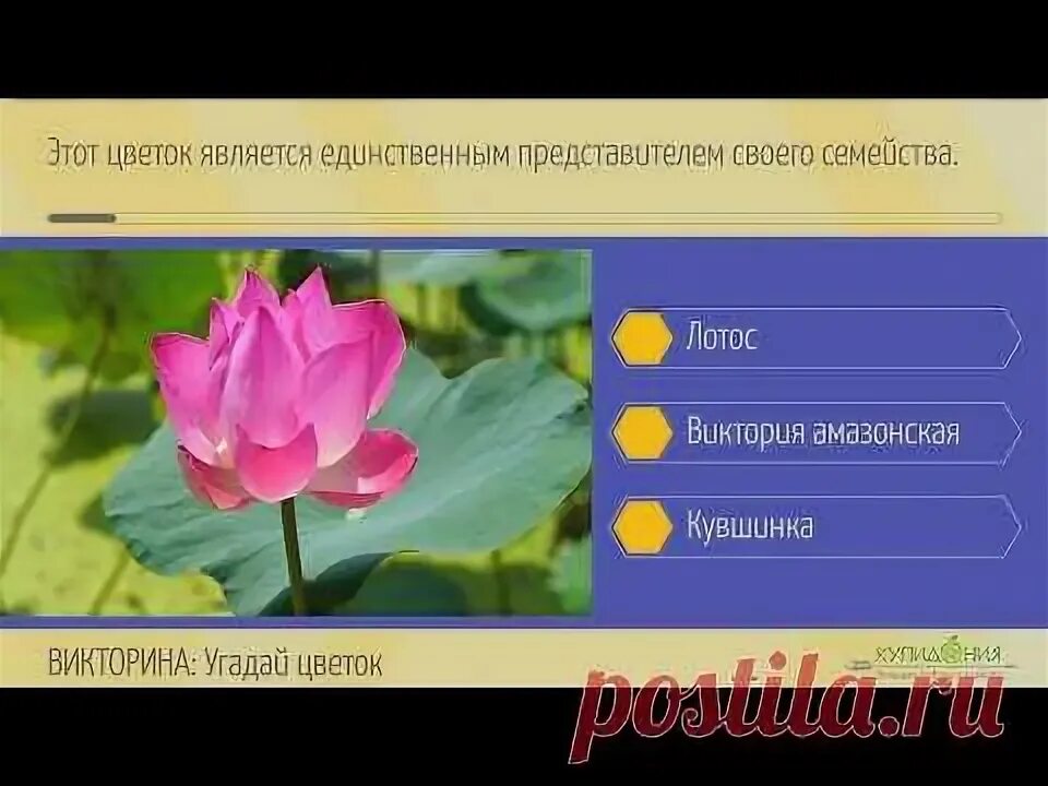 Kupidonia ru viktoriny test po. Купидония викторины. Купидония викторины Лютиковые. Купидония цветы.