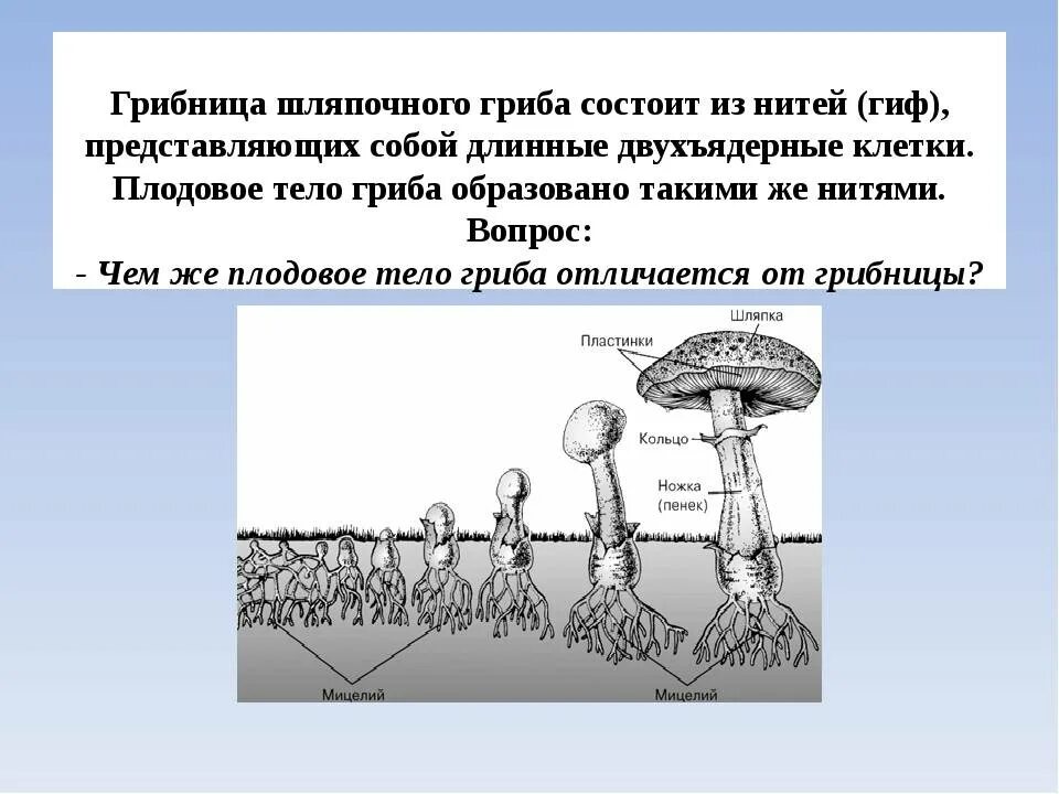 Шляпочный гриб с грибницей. Строение грибницы мицелия. Шляпочные грибы строение размножение. Строение шляпочного гриба с нитями грибницы.