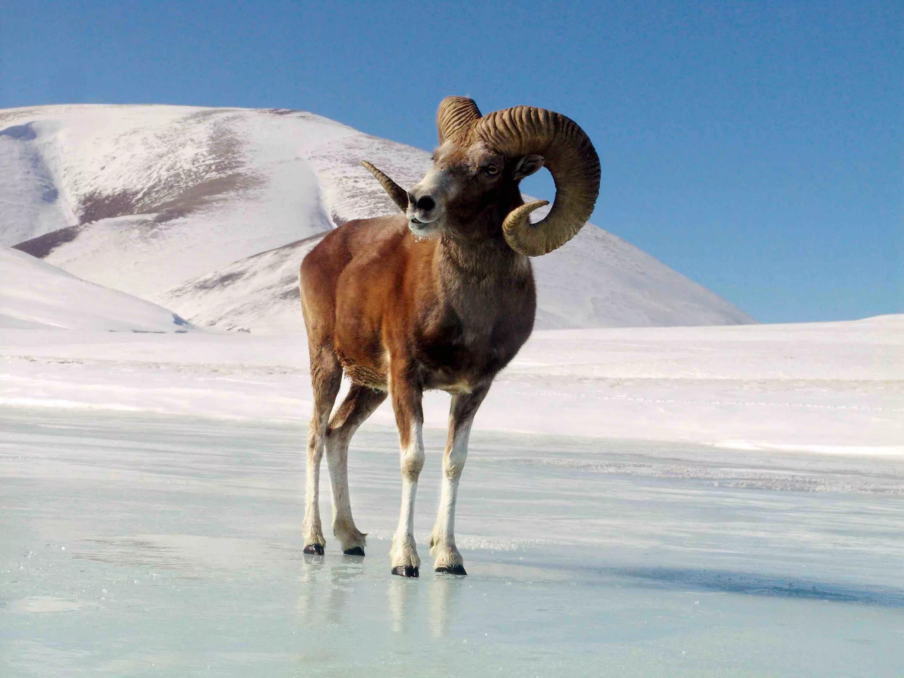 Горный баран аргали. Бараны аргали монголии. Алтайский баран аргали, архар. Архар алтайский горный баран. Архар алтайский горный баран.