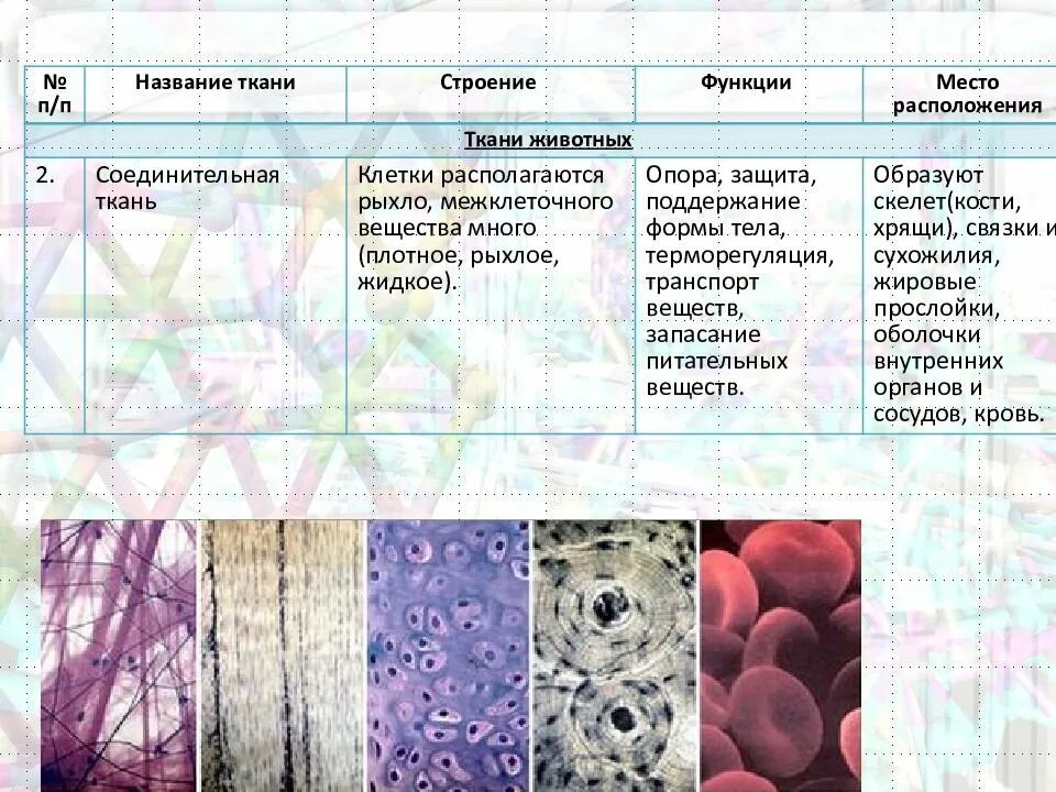 Функция соединительной ткани в мышцах. Функции соединительной ткани растений. Соединительная ткань растений строение клетки-. Ткани животных строение и функции. Биология 5 ткани растений ткани животных.