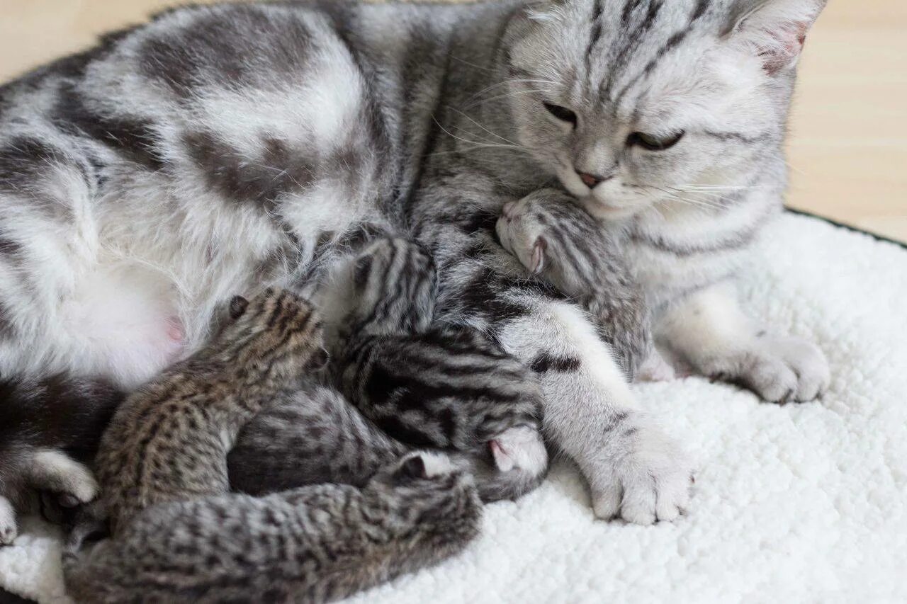 Сколько раз кошка кормит котят. Новорожденные скоттиш фолд. Британская короткошёрстная кошка котята Новорожденные. Шотландская кошка котенок. Потомство кошек.