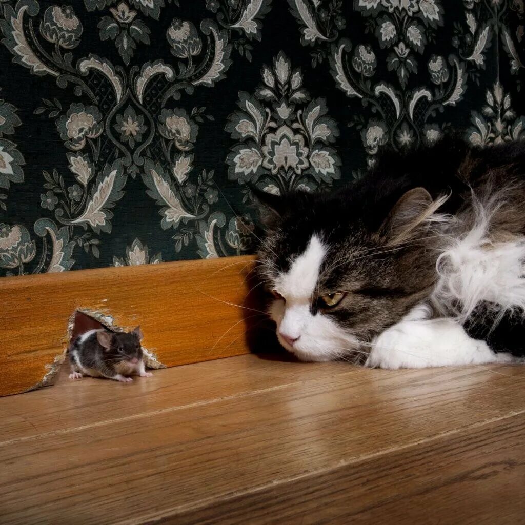 Кошка гонится. Кот охотится на мышь. Кошки-мышки. Котенок охотится. Кошка ловит мышь.