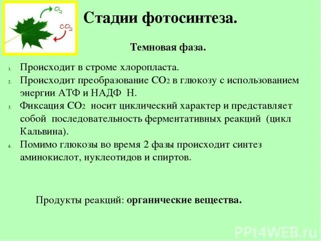 2 в темновую фазу происходит