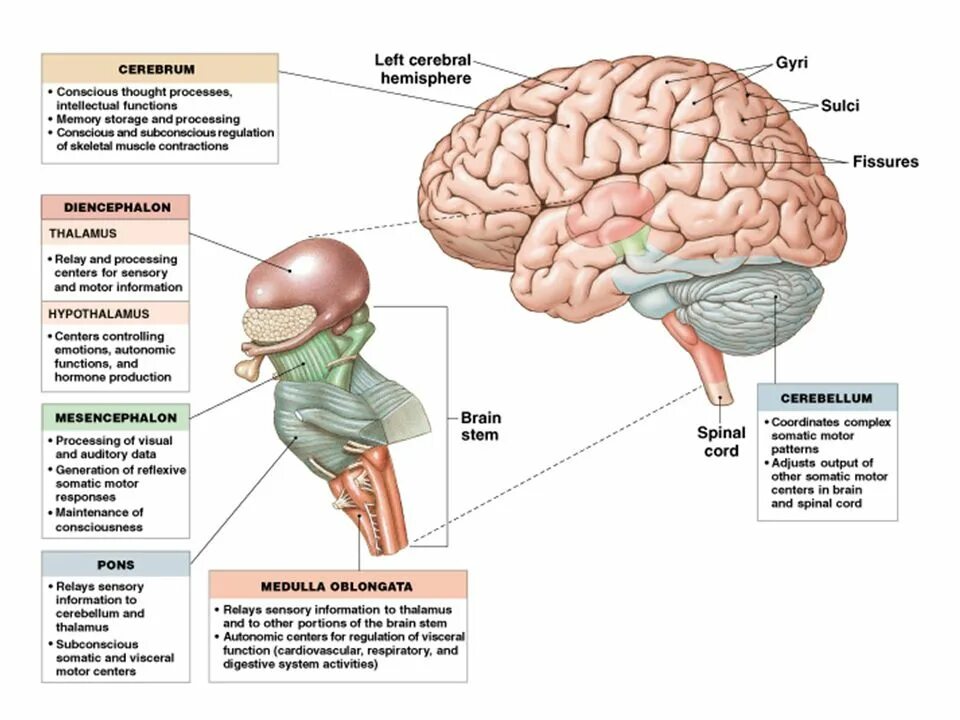 Brain processing. Pons Brain. Свод мозга. Cerebral Cortex of the Brain. Function of Cerebrum.