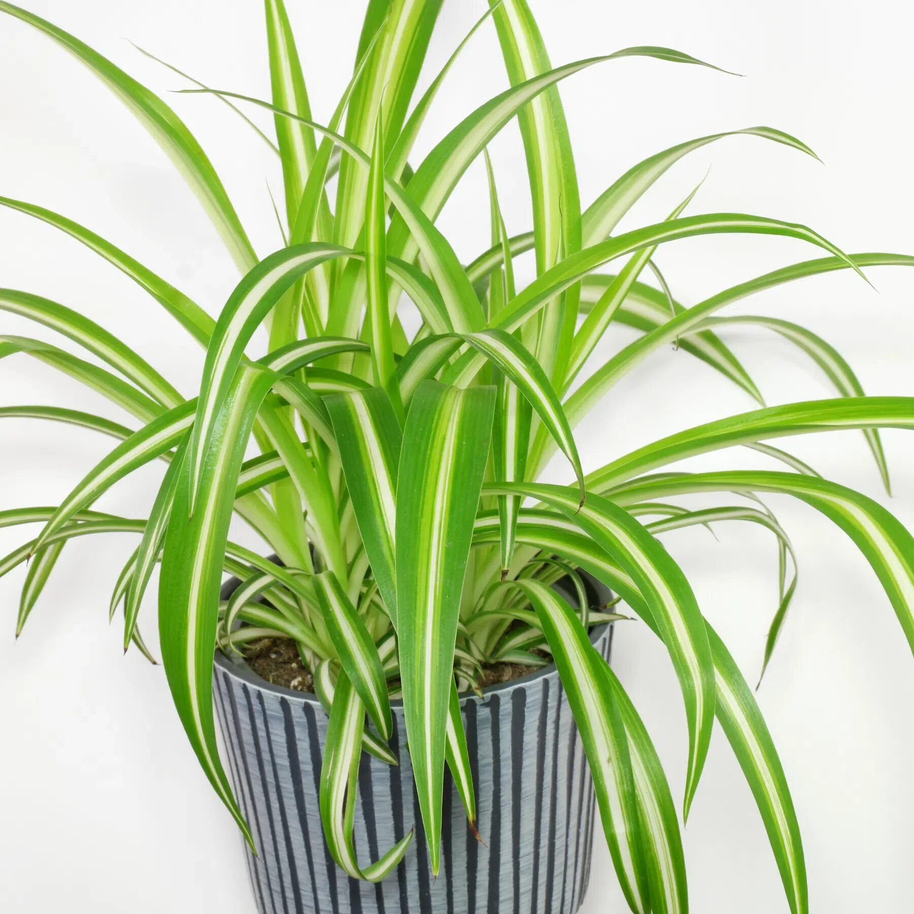 Chlorophytum comosum variegatum. Хлорофитум хохлатый Chlorophytum comosum. Хлорофитум хохлатый вариегатный. Хлорофитум Осока. Хлорофитум картинка