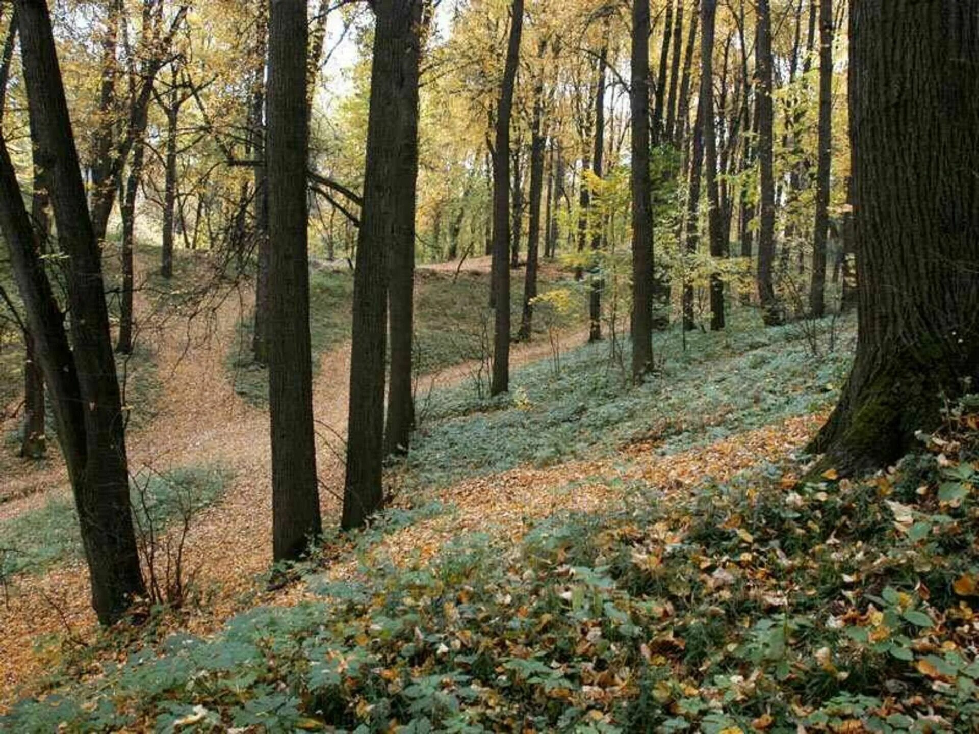 В москве много лесов. В москве много лесов. В москве много лесов. Парк царицыно в москве лес. Парк царицыно аллеи.