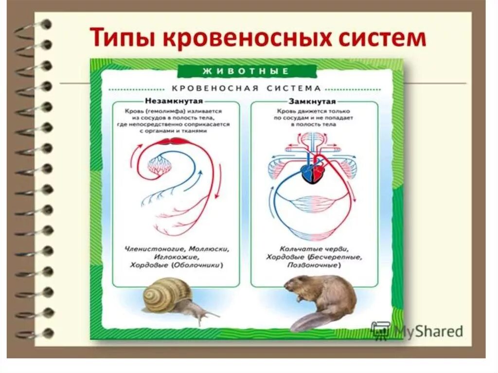 У каких беспозвоночных замкнутая кровеносная система. Транспорт веществ у животных, типы кровеносных систем.. Схема замкнутой и незамкнутой кровеносных систем. Замкнутая и незамкнутая кровеносная система. Замкнутая и незамкнутая кровеносная система у животных.