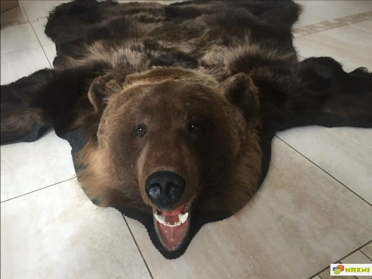 Я медведь настоящий медвежонок или нет. Шкура медведя настоящая. Продается шкура медведя. Продам медведя. Настоящий медведь в Тюмени.