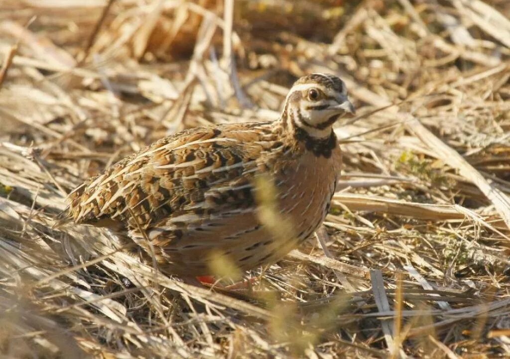 2х недельные перепела техас. цыпленок перепелки. перепелка 2. недельные перепелки. перепелка 2.
