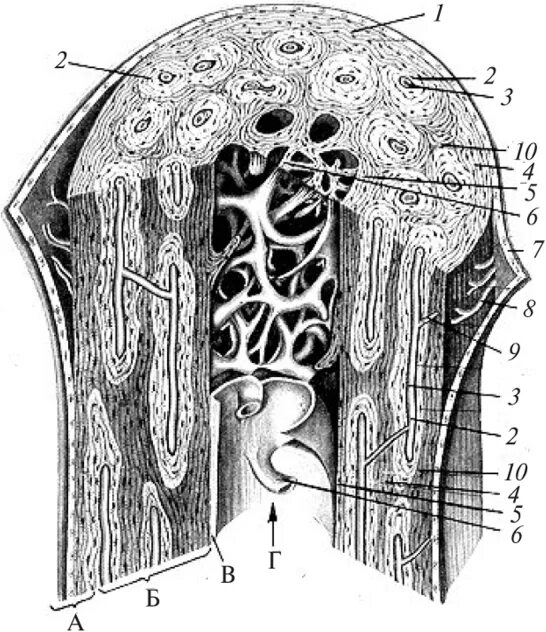 На рисунке изображено строение кости. Строение диафиза кости гистология. Строение трубчатой кости гистология. Поперечный срез трубчатой кости гистология. Диафиз трубчатой кости гистология.