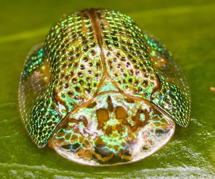 жук золотая черепаха. золотой черепаховый жук. золотой черепаховый жук. жук золотая черепаха. жук золотая черепаха личинка.