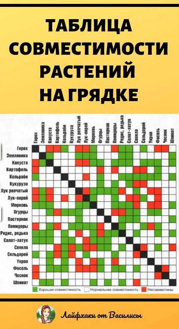 Соседство овощей на грядках таблица совместимости растений. Таблица совместимости растений на огороде соседство овощей. Таблица посадки огородных растений совместимость. Растения соседи на грядке совместимость растений таблица.