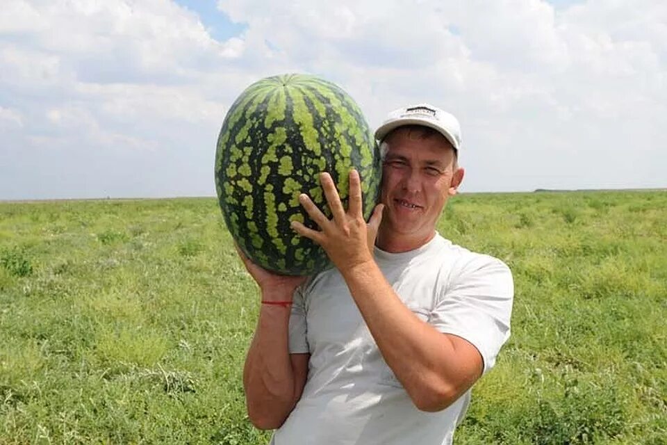 Арбузы волгоградской области. Арбуз Быковский 22. Гигантский Арбуз. Волгоградские арбузы. Огромный урожай.