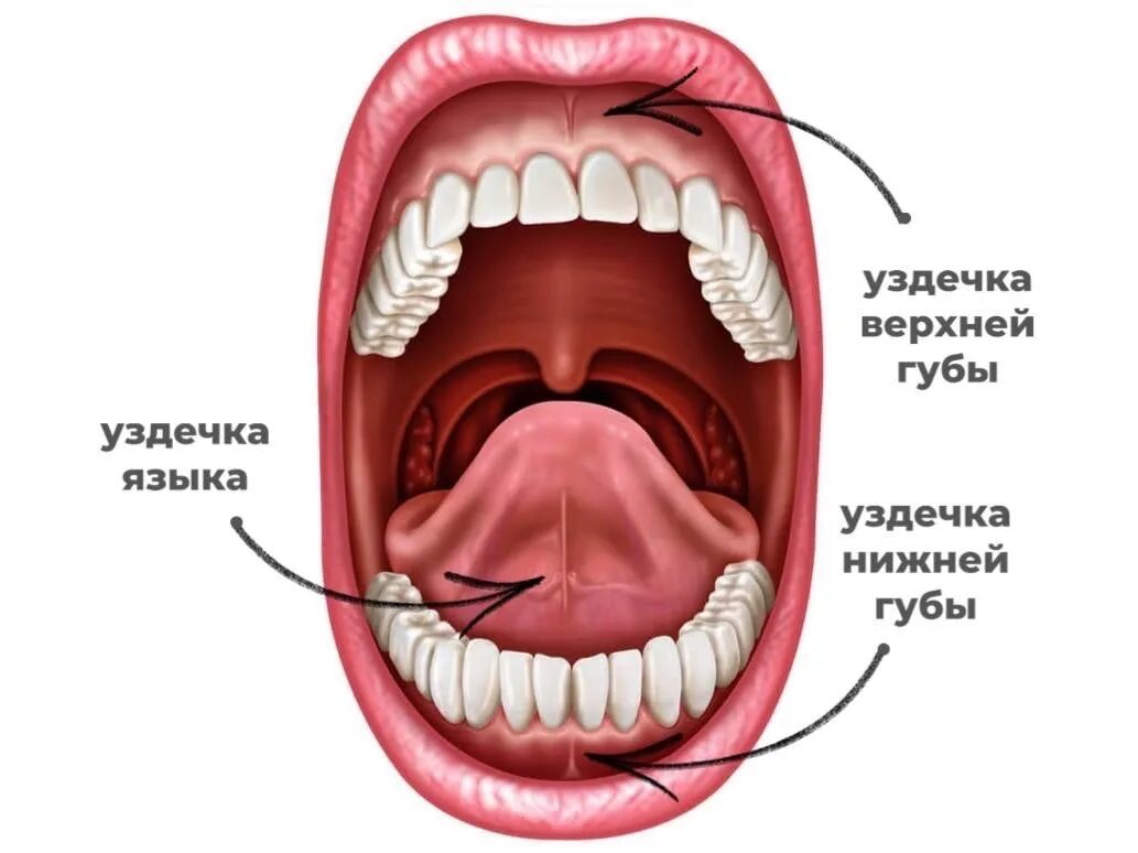 Поднятие мягкого неба. Мягкое небо ротовой полости. Твердое небо и мягкое небо. Ротовая полость твердое небо. Твердое и мягкое небо анатомия человека.