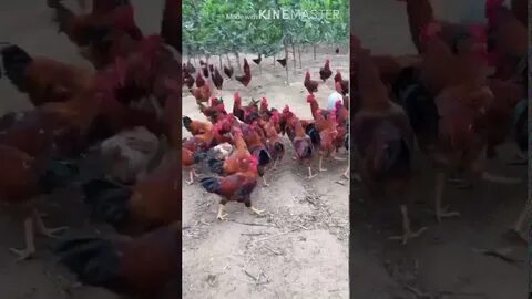Петух бывший
