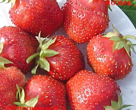 Клубника великобритания фото. Земляника геркулес. Сорт клубники на букву э. Сорта земляники царскосельская. Сорт клубники диамант.