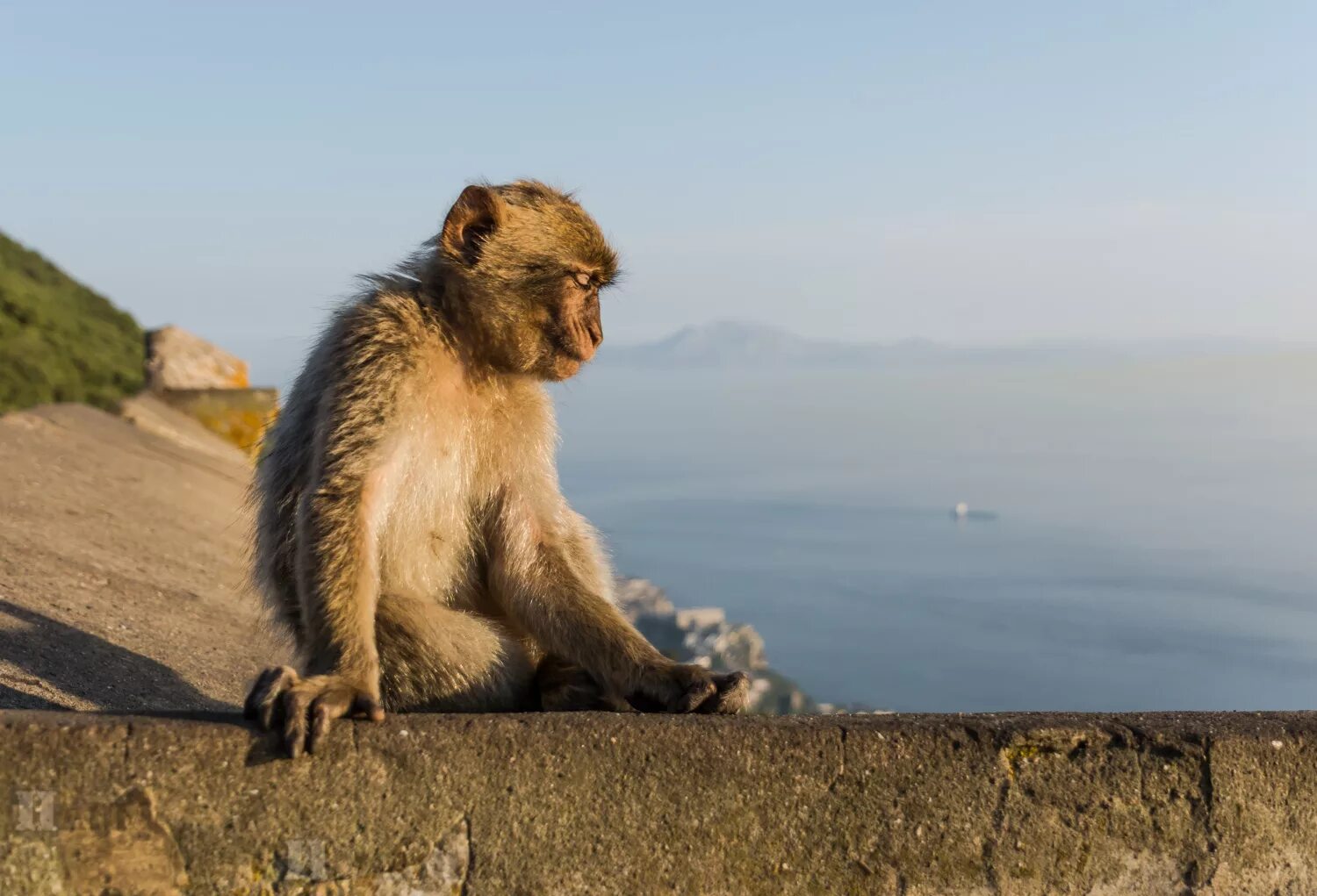 Убегающая обезьяна. Маготы Гибралтара. Бесхвостые макаки Гибралтар. Сидячая обезьяна. Обезьяна сидит.