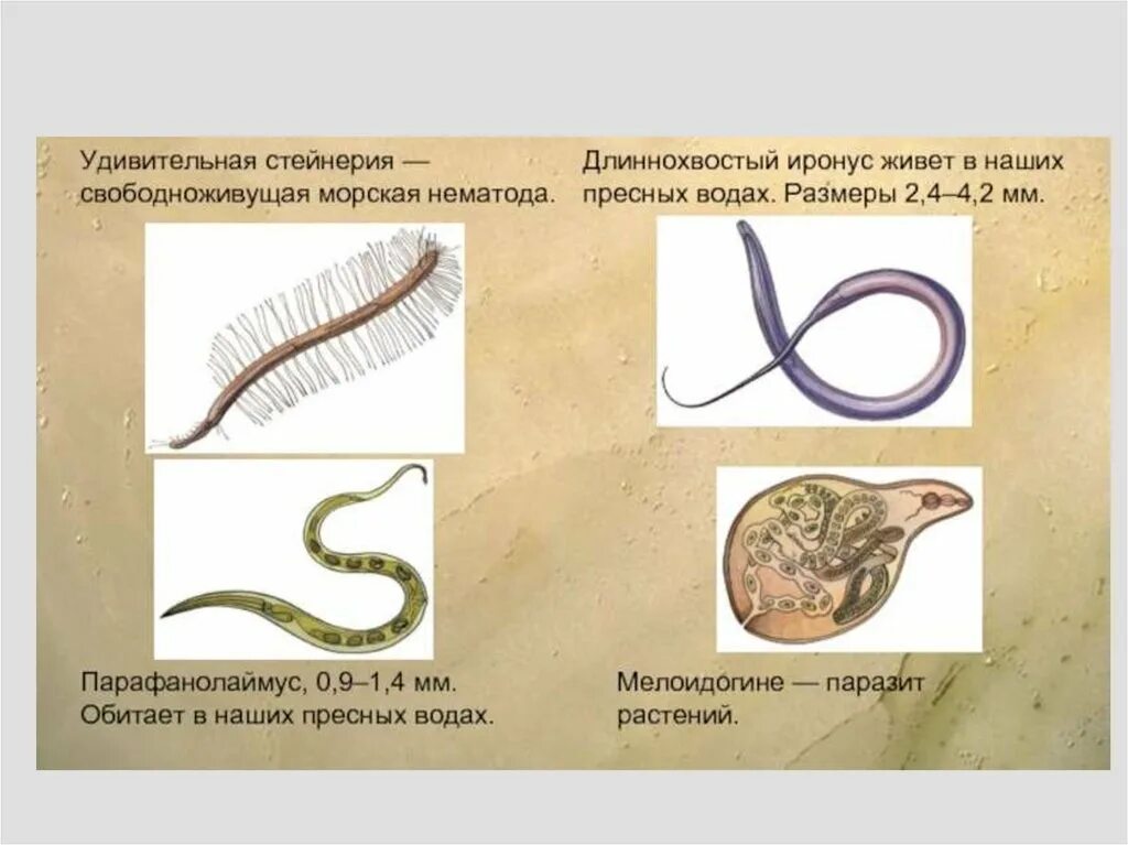 Представители свободноживущих червей