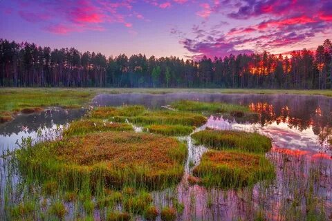 Край болота