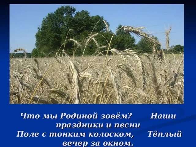 Поле с тонким колоском. Родиной зовется. Что мы родиной зовем поле с тонким колоском. Поле с тонким колоском, наши праздники и песни,. Я буду твой тонкий