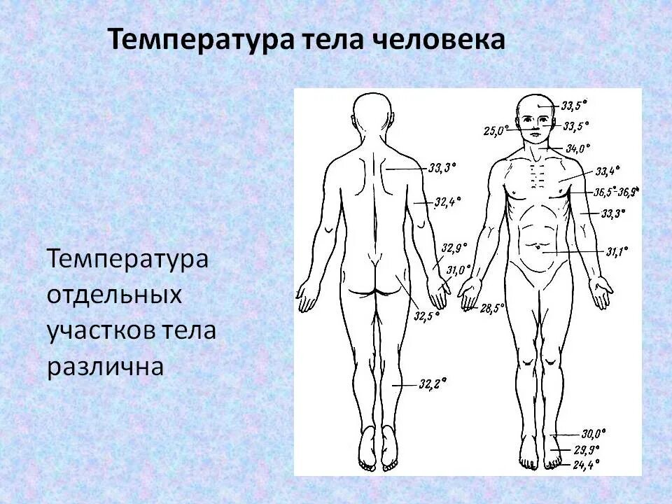 Естественная температура человека. Температурная схема тела человека. Распределение температуры тела человека. Температура в разных частях тела человека. Температура разных участков тела человека.