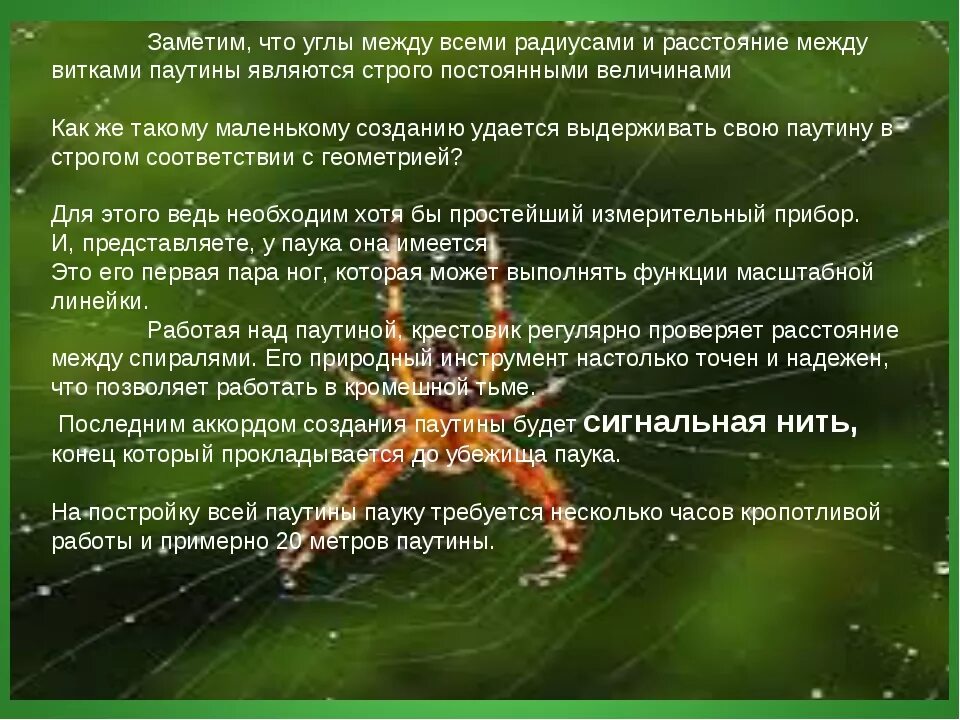 Сонник пауки во сне к чему. Функции паутины. Строение паутины. Паук крестовик плетет паутину. Значение паутины для пауков.