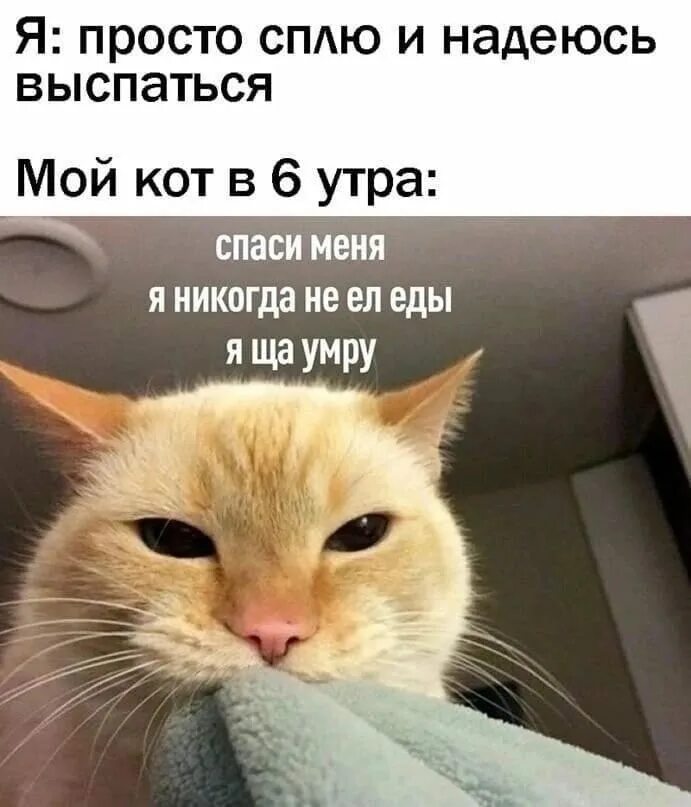 Уьрг начинается не с кофе. Вставай потомок обезьяны. Чучело мяучело мультик. Коты рыжие носик. Чучело-мяучело мультфильм.