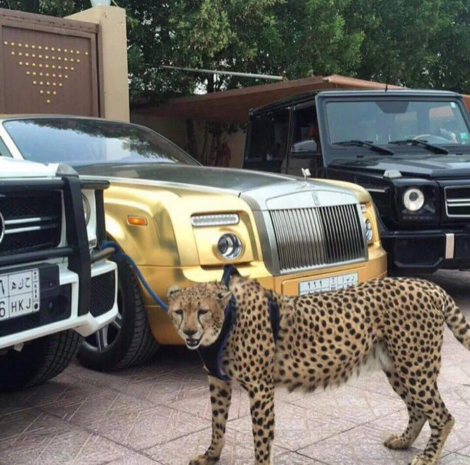 Где самые богатые животные. Животные в машине. Богатые животные. Роскошные животные. Роскошная жизнь животных.