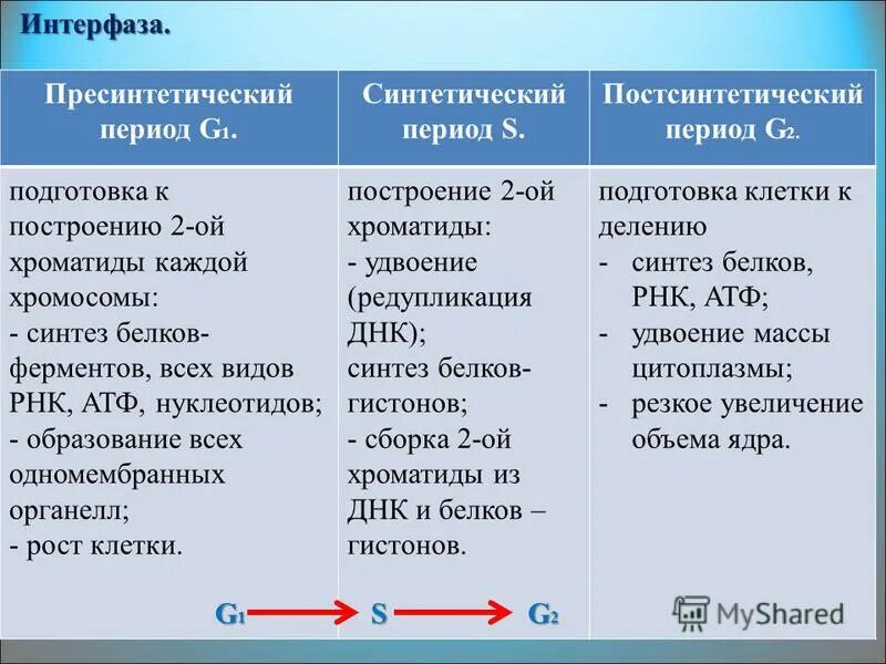 Интерфаза g1 процессы. G1 s g2 периоды интерфаза. Характеристика периодов интерфазы. Синтетический и пресинтетический период. 3 этапа интерфазы