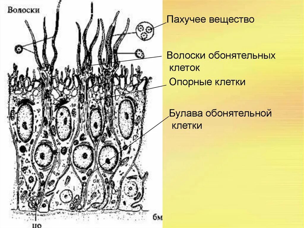 Строение обонятельной выстилки. Схема строения обонятельного эпителия. Обонятельный эпителий гистология. Ольфакторный анализатор гистология. Обонятельный эпителий гистология препарат.