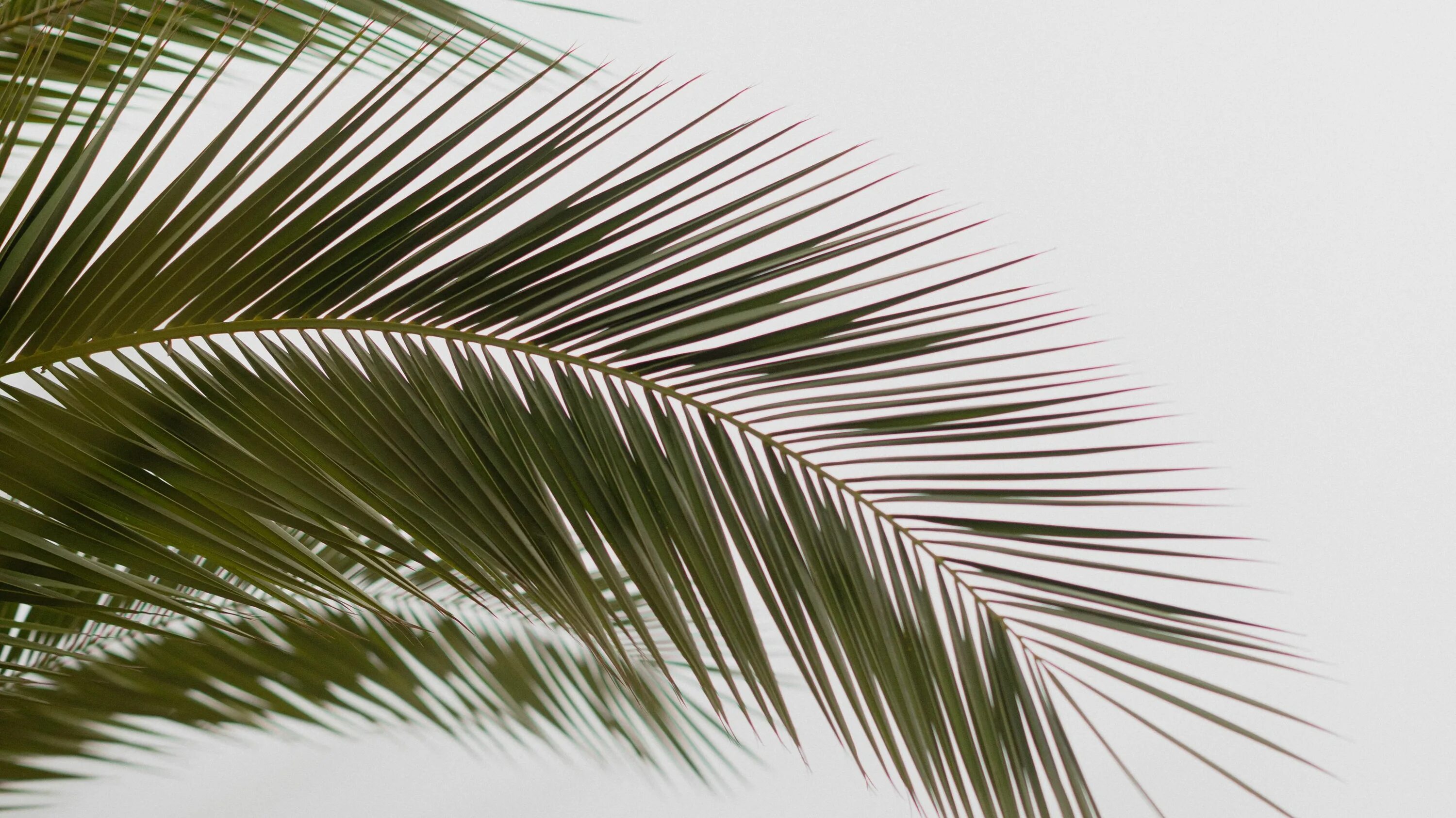 Как выглядят листья пальмы Palm tree leaves, Palm frond art, Palm tree tattoo