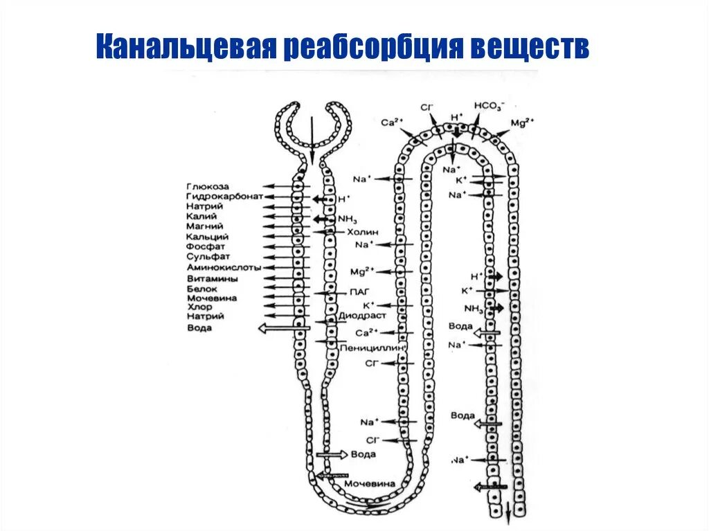 Процесс обратного всасывания в почках