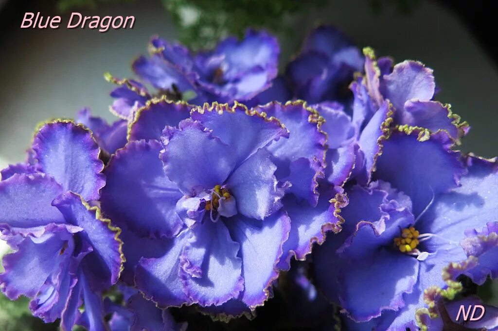 Фиалка блю драгон. Сорт фиалки blue dragon. Блю дракон фиалка. Фиалка блуе драгон. Фиалки блю.