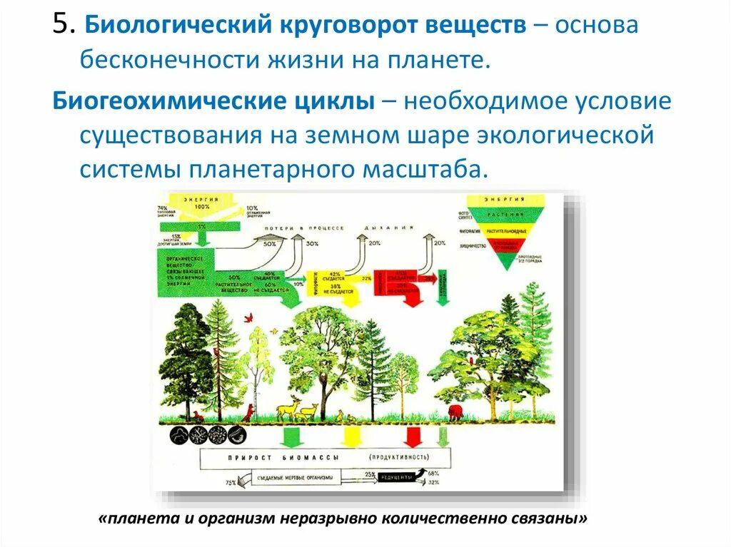 Динамика изменений в биосфере. Схема биологического круговорота веществ. Круговорот веществ это в биологии. Биологический круговорот веществ в природе. Биологический круговорот в природе.