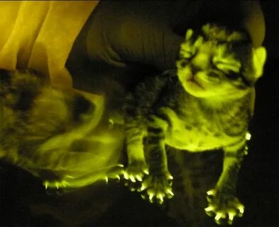 Кошка светится