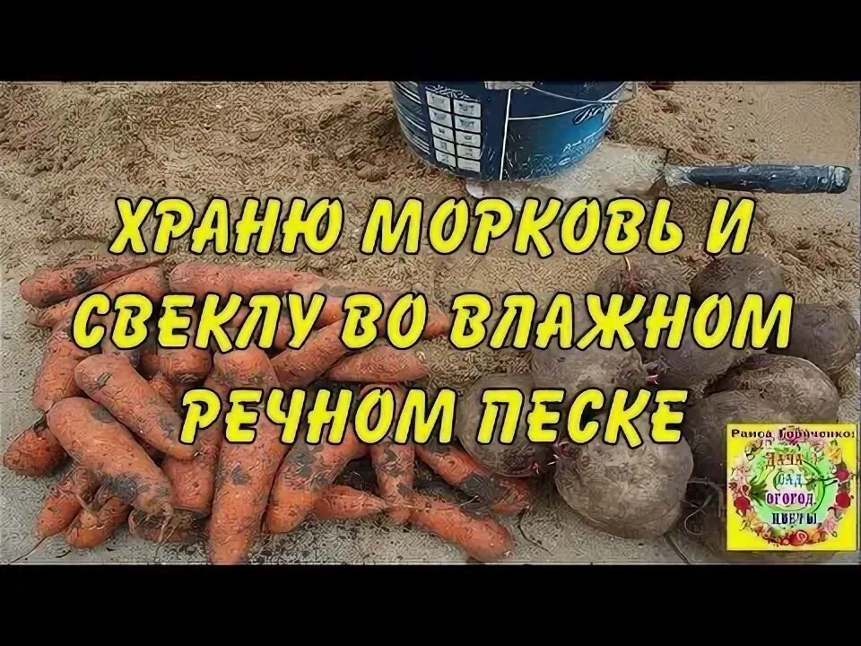 Как сохранить свеклу и морковку
