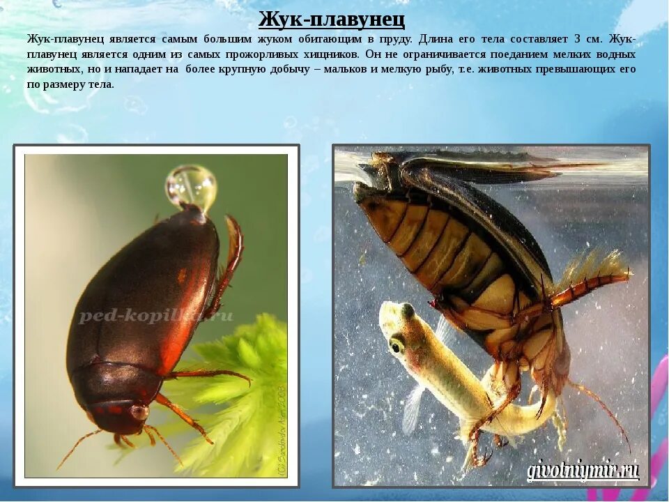 Фитопланктон пищевая цепь. Экологическая пирамида озера. Жуки цепь питания. Пищевая цепочка морских обитателей. Жук пузанчик.