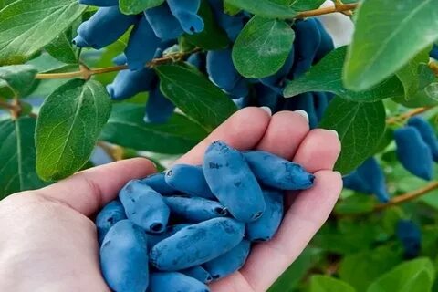 Селекция жимолости