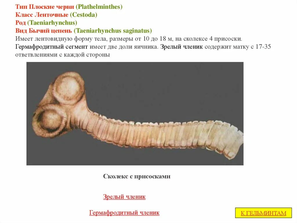 Цепень тип червей. Тип плоские черви (plathelminthes). Тип плоские черви ленточные черви. Гельминтология бычий цепень.