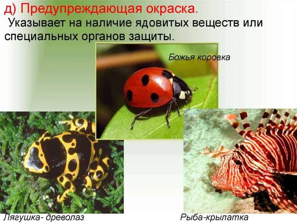 Какое насекомое имеет защитную окраску
