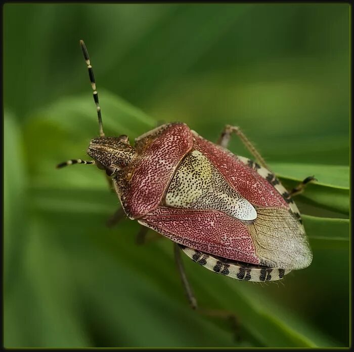 Клоп содержание. Dolycoris baccarum - щитник ягодный. клоп щитник ягодный. щитник dolycoris. жук щитник.