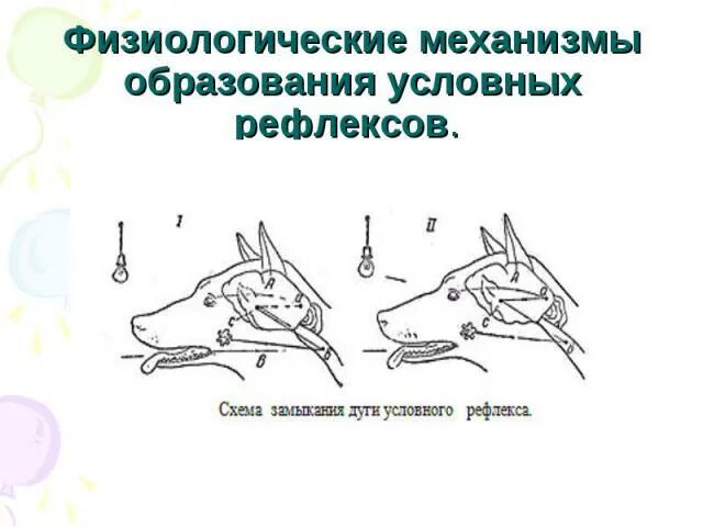 Физиологический механизм условного рефлекса. Механизм выработки торможения условного рефлекса. Схема образования условного рефлекса. Механизм образования условных рефлексов. В результате чего условный рефлекс угасает