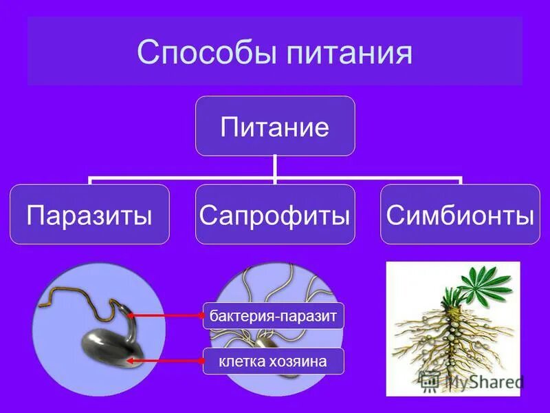 Пищевые паразиты. Пищевые паразиты