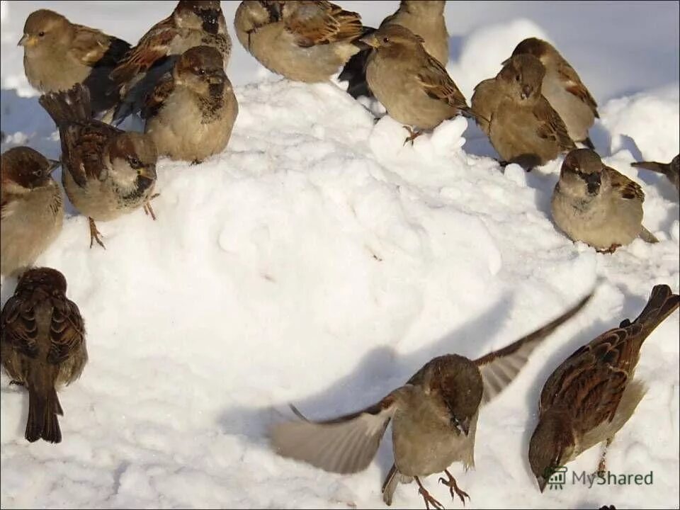 Птицы на дорогах зимой. Воробьи. Воробей зимой. Голодные птицы зимой. Стайка птиц зимой.